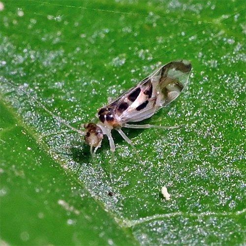 Graphopsocus cruciatus