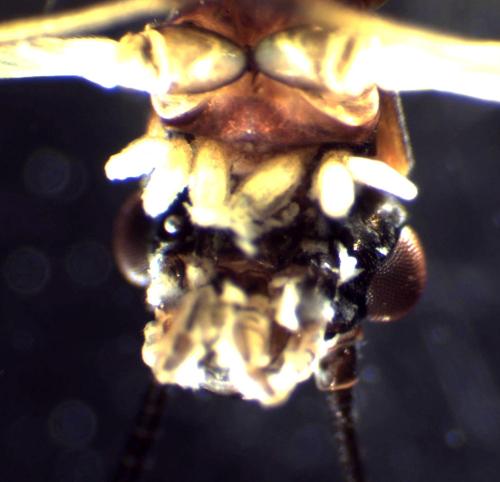 Protonemura intricata