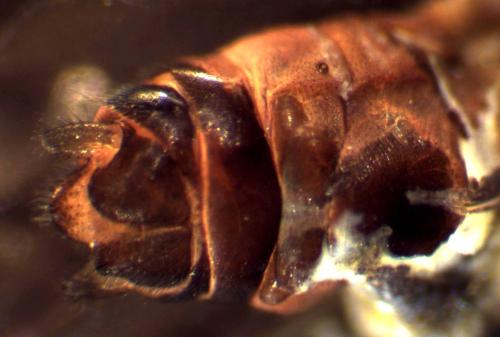 Protonemura intricata