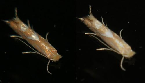 Réf. 302 851 : Phyllonorycter endryella