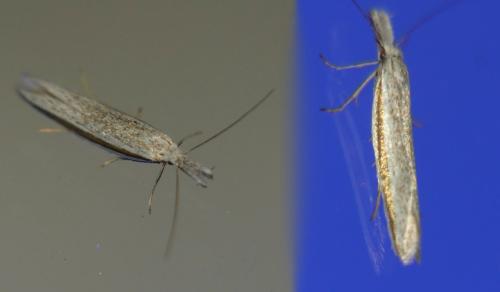 Pleurota ericella