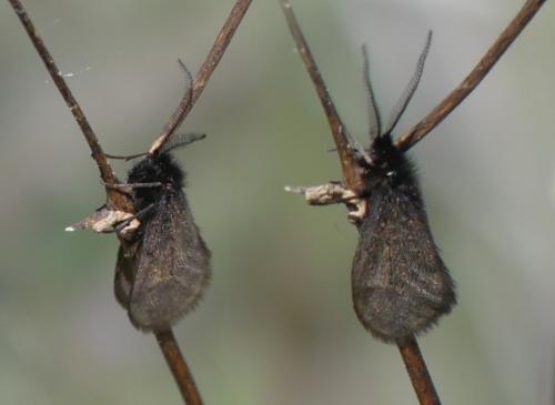 Réf. 302 192 : Heterogynis penella