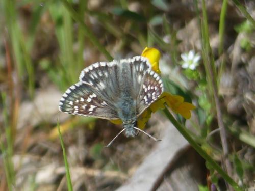 Pyrgus sp.
