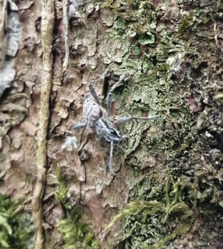 Réf. 302 893 : Rhagium inquisitor