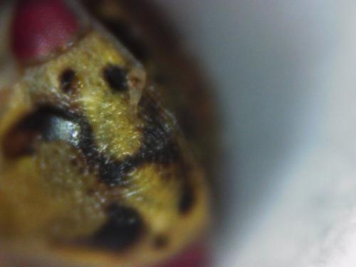 Réf. 302 352 : Oncopsis carpini