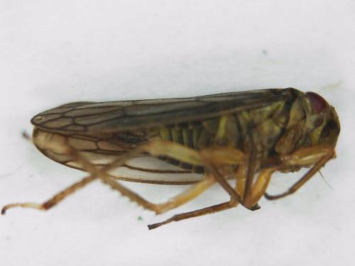Réf. 302 351 : Oncopsis carpini