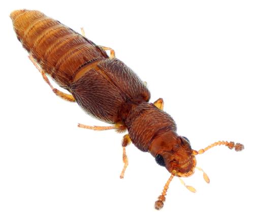 Réf. 302 098 : Edaphus lederi