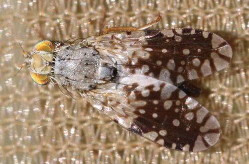 Réf. 302 213 : Tephritis pulchra