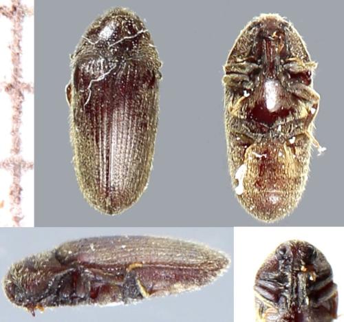 Trixagus dermestoides