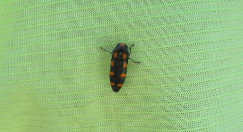 Réf. 302 625 : Ptosima undecimmaculata