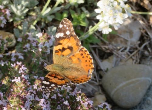 Réf. 302 611 : Vanessa cardui