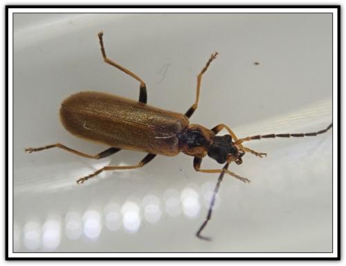 Rhagonycha nigriventris