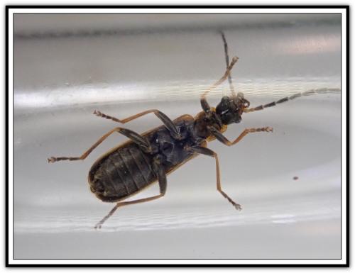 Rhagonycha nigriventris