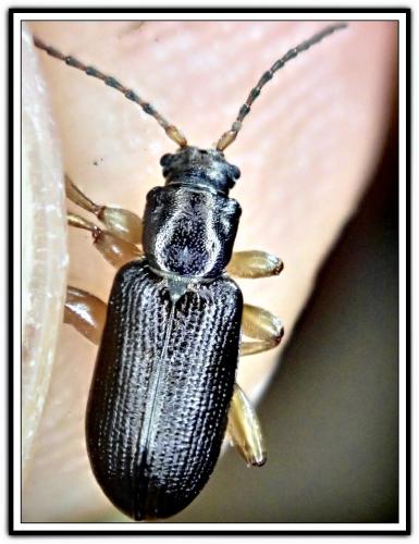 Réf. 302 865 : Plateumaris sp.