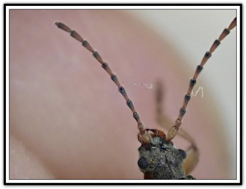 Réf. 302 867 : Plateumaris sp.