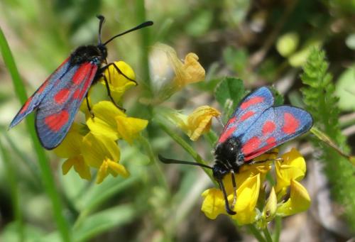 Zygaena loti