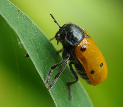 Réf. 302 946 : Lachnaia sp.