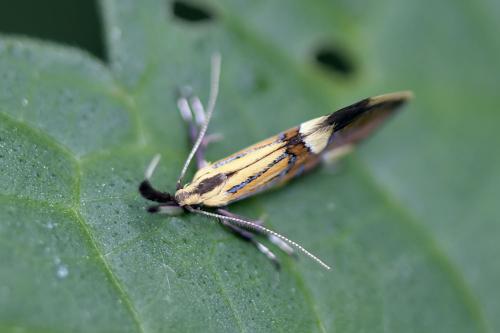 Alabonia geoffrella