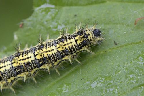 Aglais urticae
