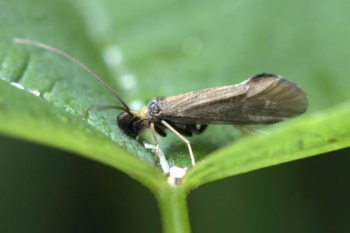 Sericostoma sp.