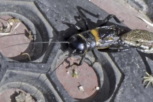 Gryllus campestris