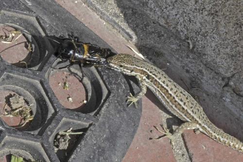 Gryllus campestris