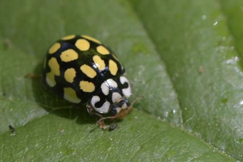 Sospita vigintiguttata