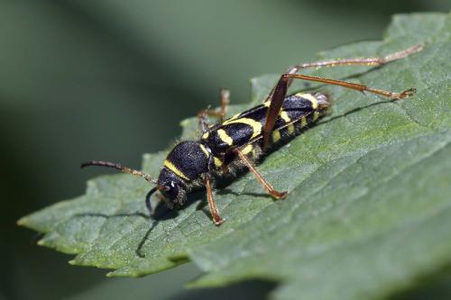 Clytus arietis