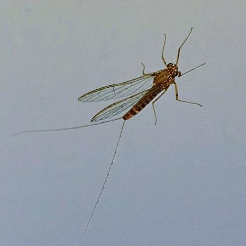 Cloeon dipterum