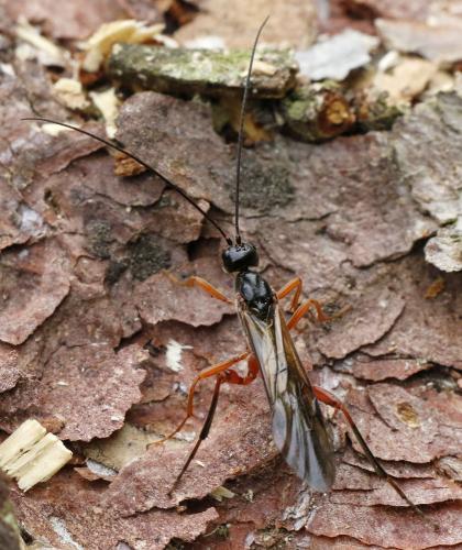 Réf. 302 516 : Helconidea dentator