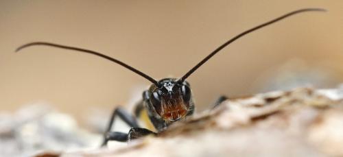 Atanycolus denigrator