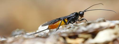 Atanycolus denigrator
