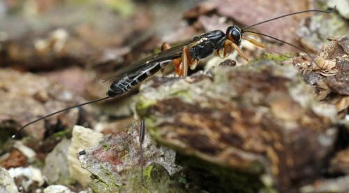 Xorides brachylabis
