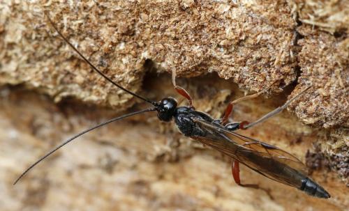 Odontocolon dentipes