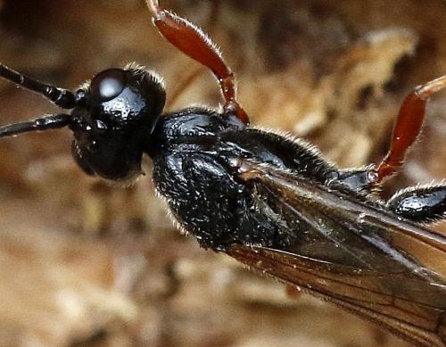 Odontocolon dentipes