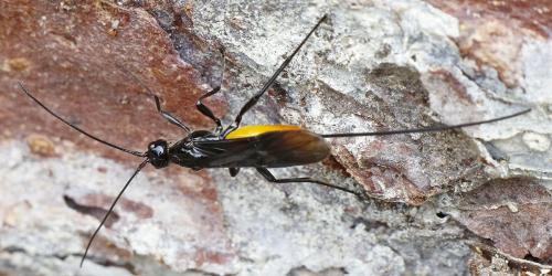 Atanycolus denigrator