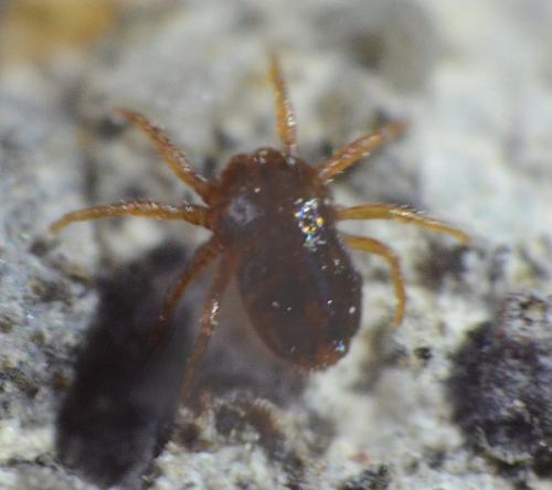 Saxidromus sp.