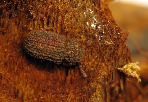 Eledonoprius armatus