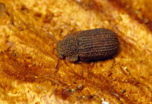 Eledonoprius armatus