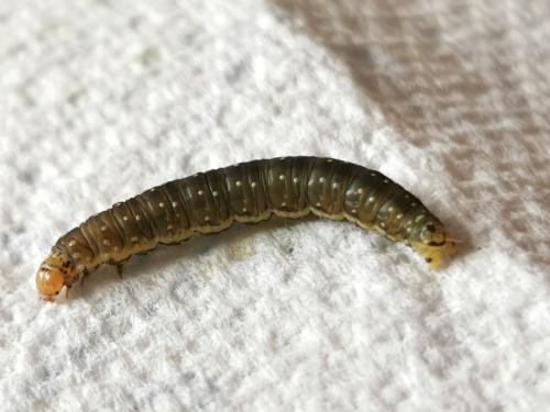 Réf. 302 546 : Aphelia viburnana