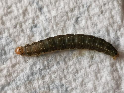 Réf. 302 547 : Aphelia viburnana