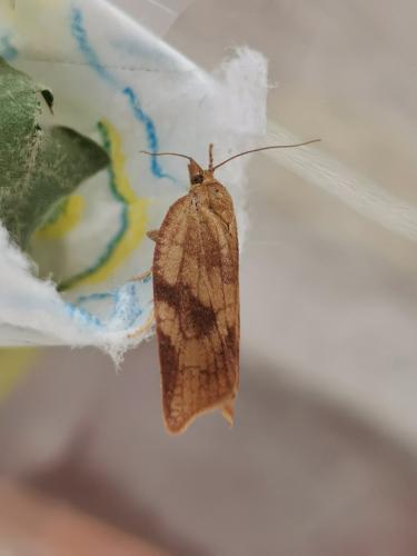 Réf. 302 549 : Aphelia viburnana