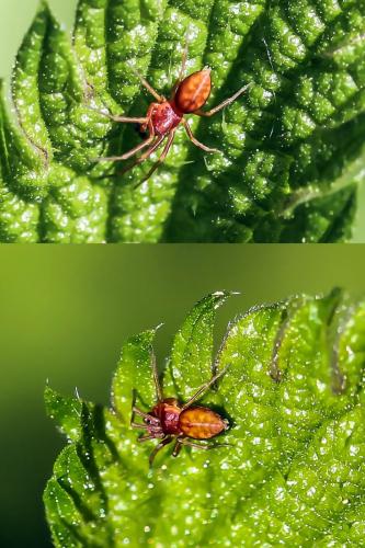 Nigma sp.