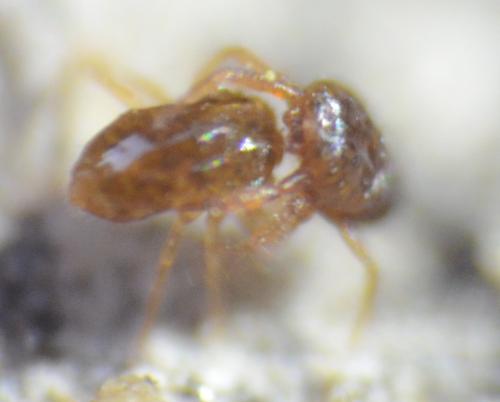 Saxidromus sp.