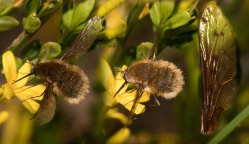 Réf. 302 234 : Bombylius medius
