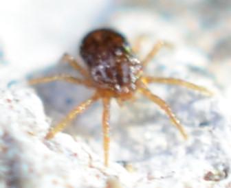 Réf. 302 472 : Saxidromus sp.