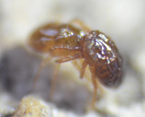 Saxidromus sp.