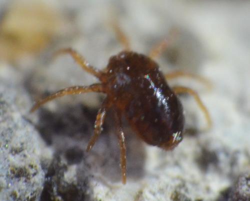 Saxidromus sp.