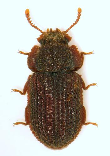 Eledonoprius armatus