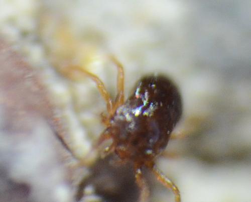 Saxidromus sp.